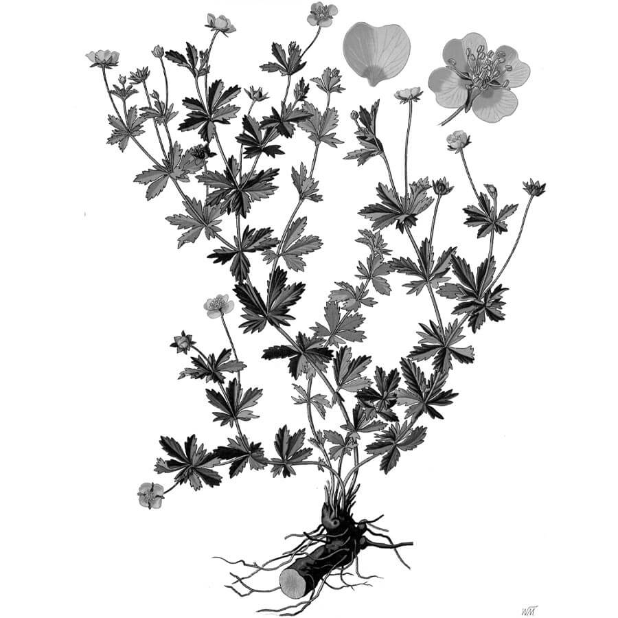 Potentilla