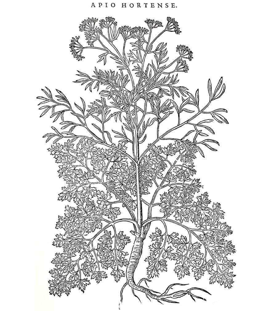 Prezzemolo pianta antica