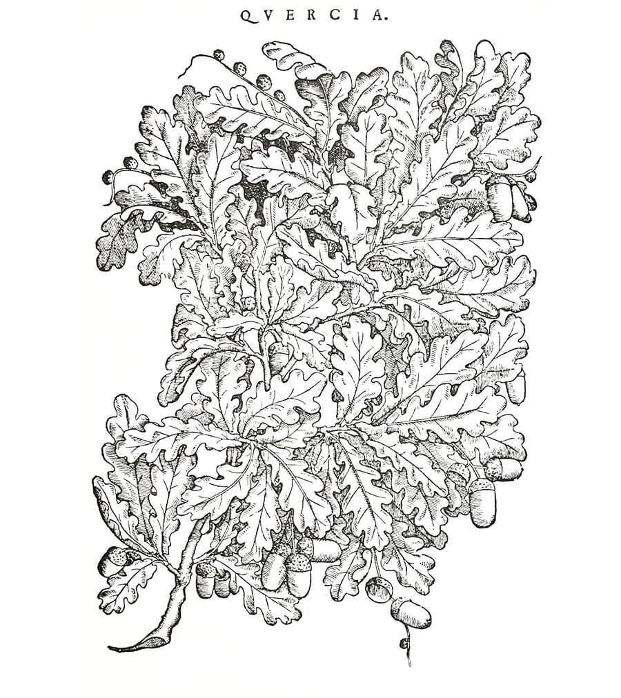 Quercia pianta antica