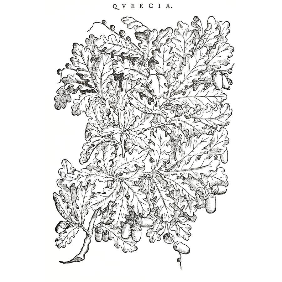 Quercia