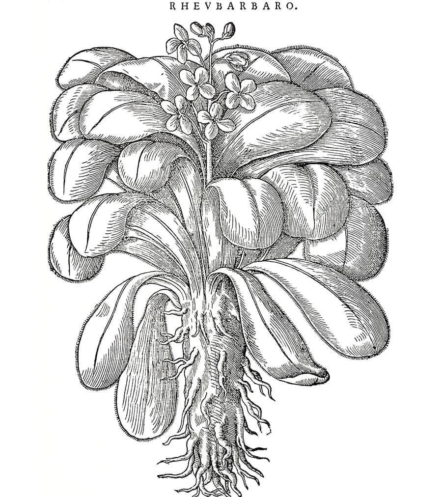Rabarbaro pianta antica
