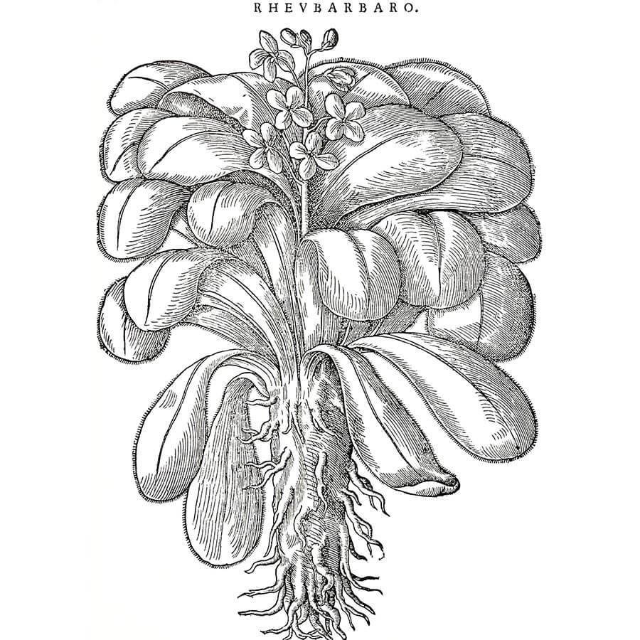 Rabarbaro