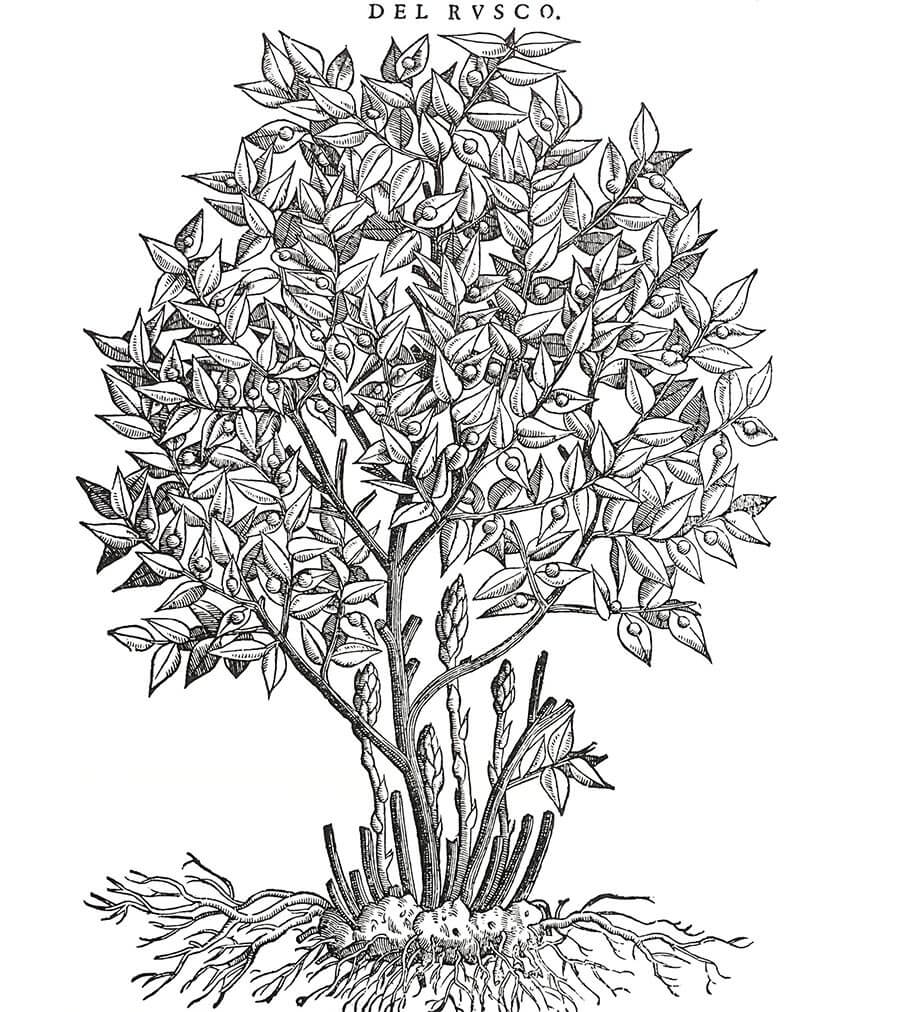 Rusco pianta antica