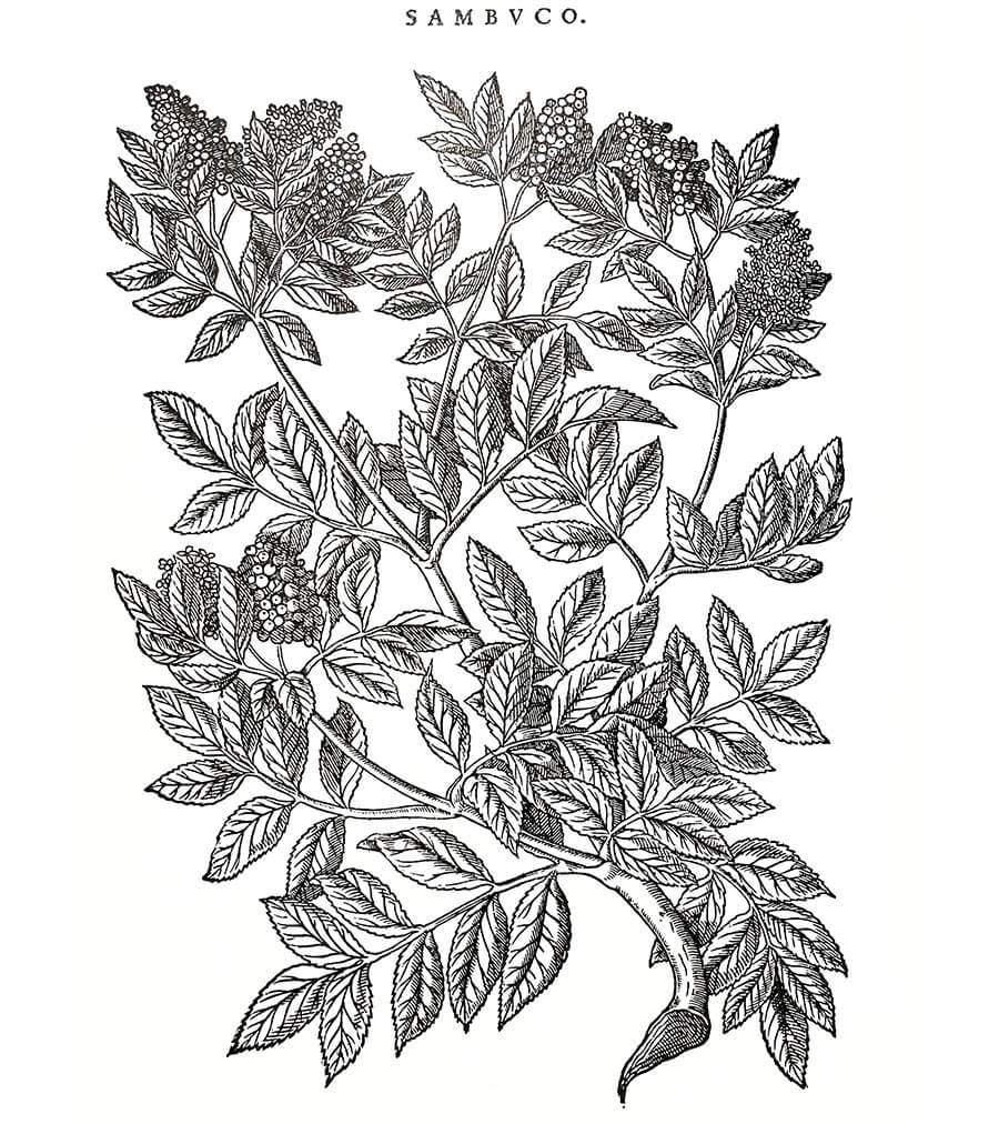 Sambuco pianta antica