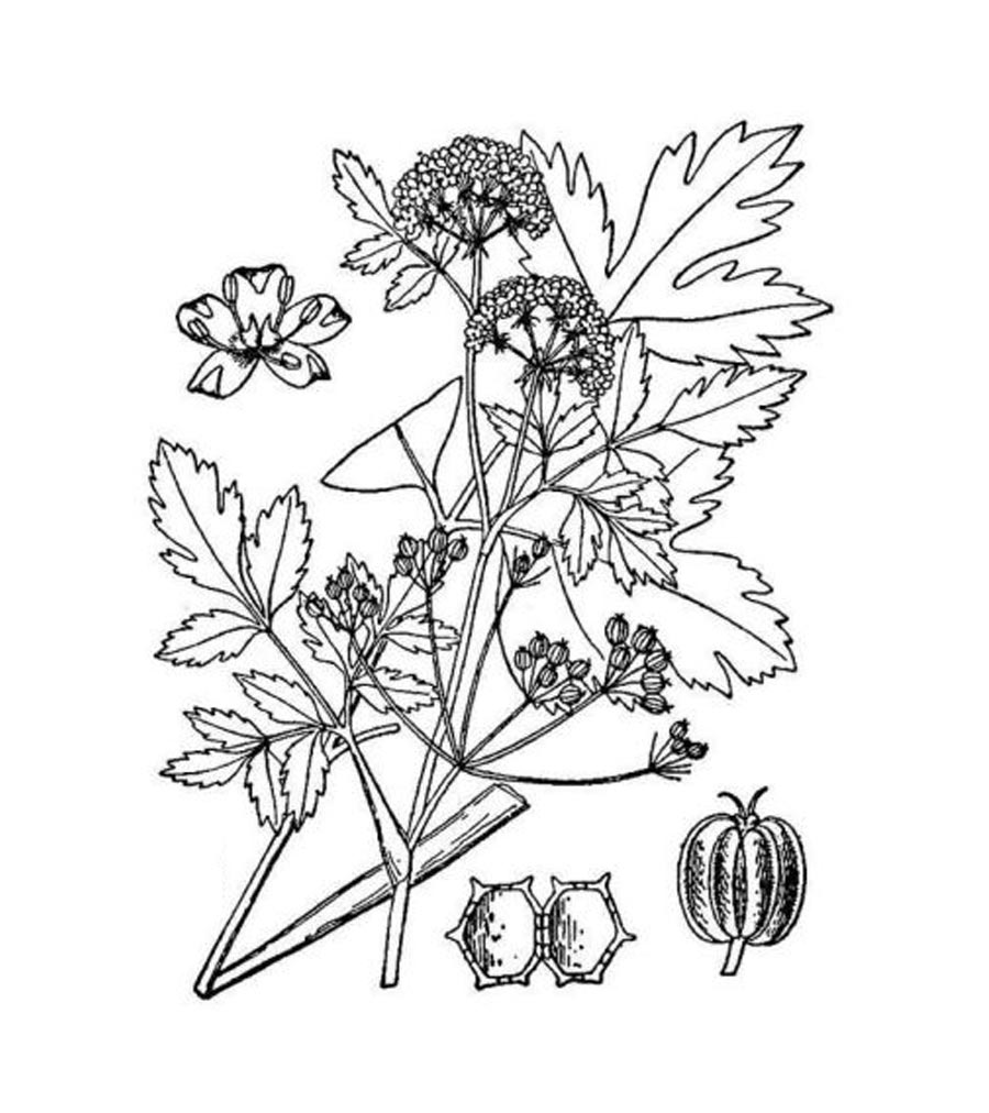 Sedano pianta antica