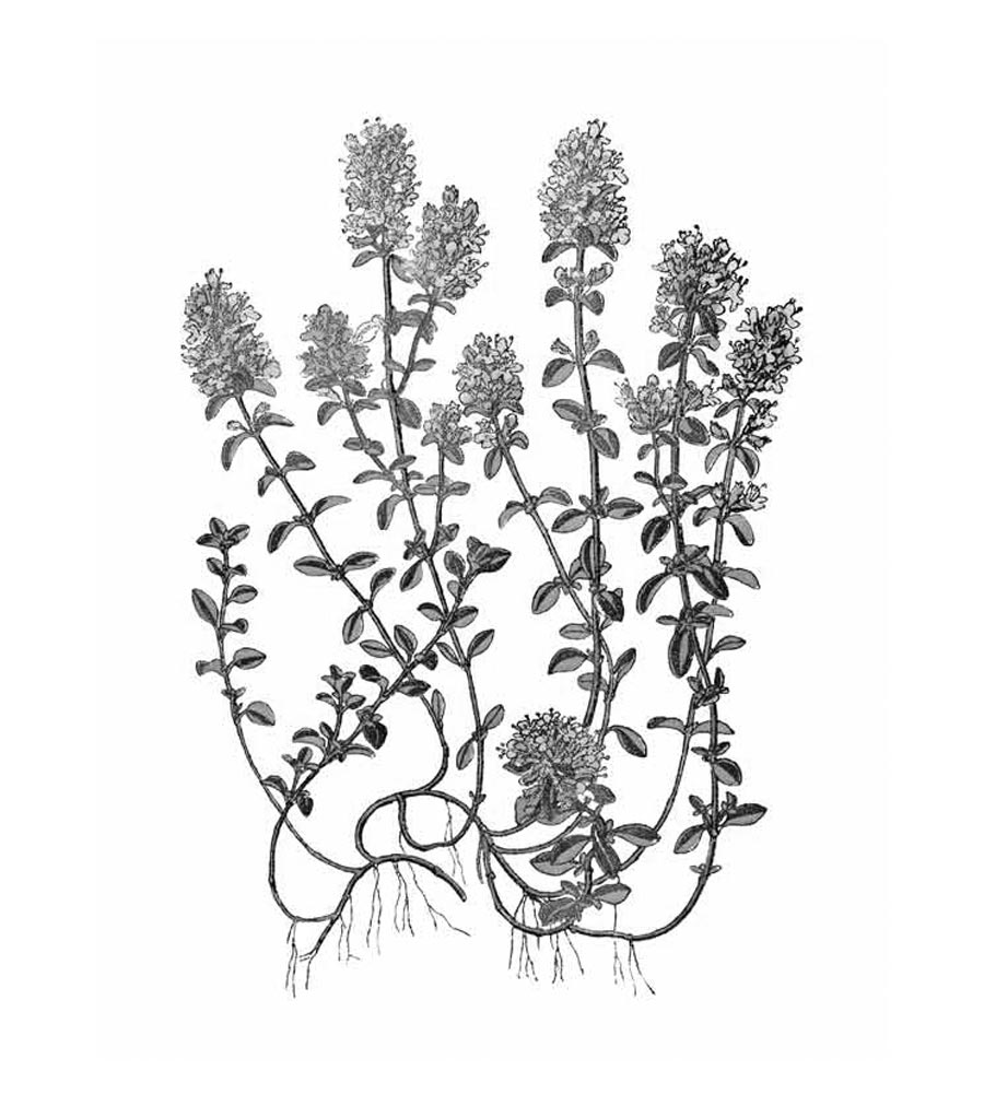 Serpillo pianta antica