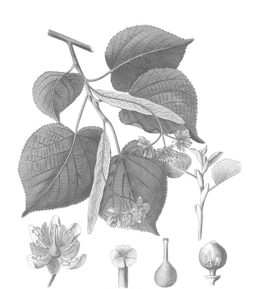 Tiglio pianta antica