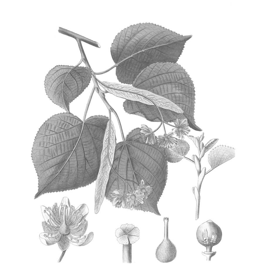 Tiglio