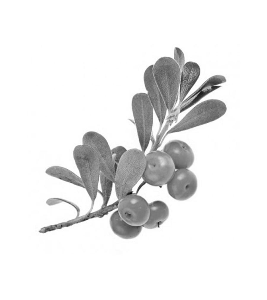 Uva orsina pianta antica