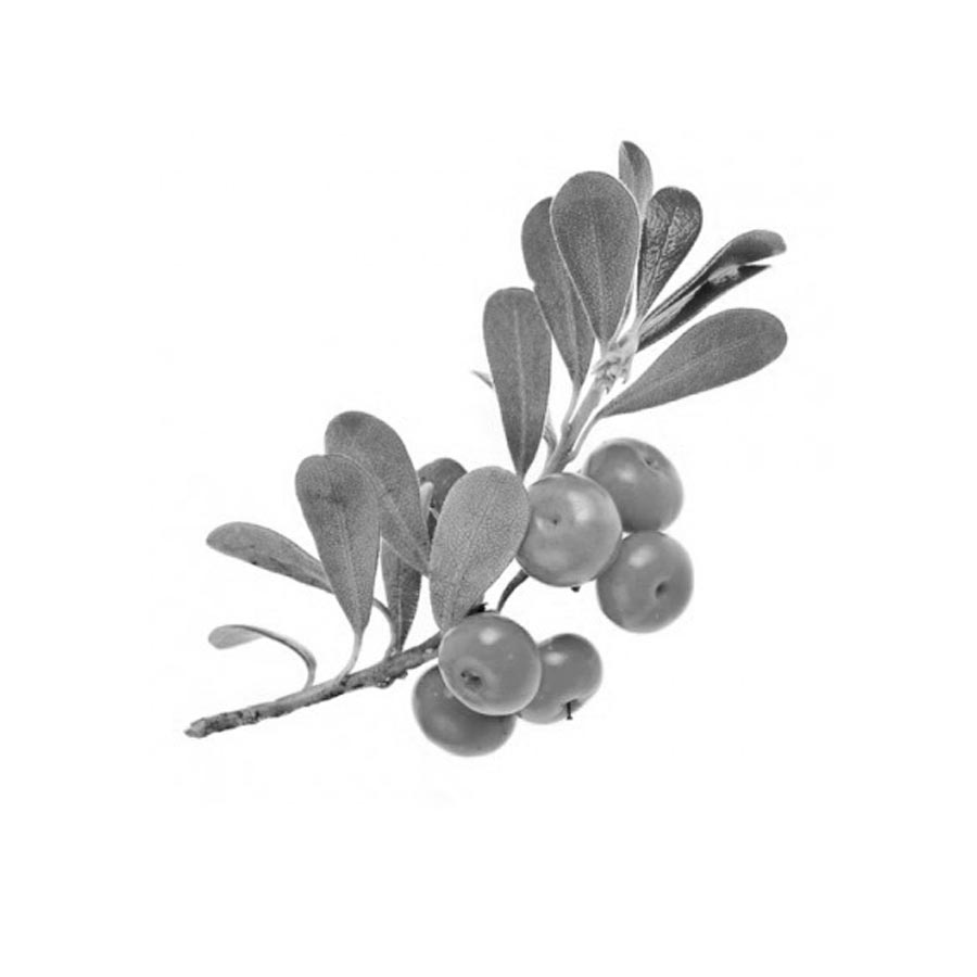 Uva Orsina