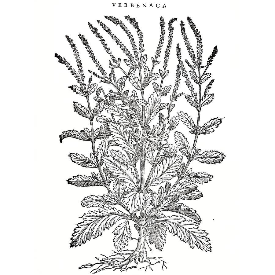 Verbena