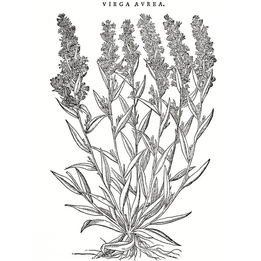 Verga d'Oro