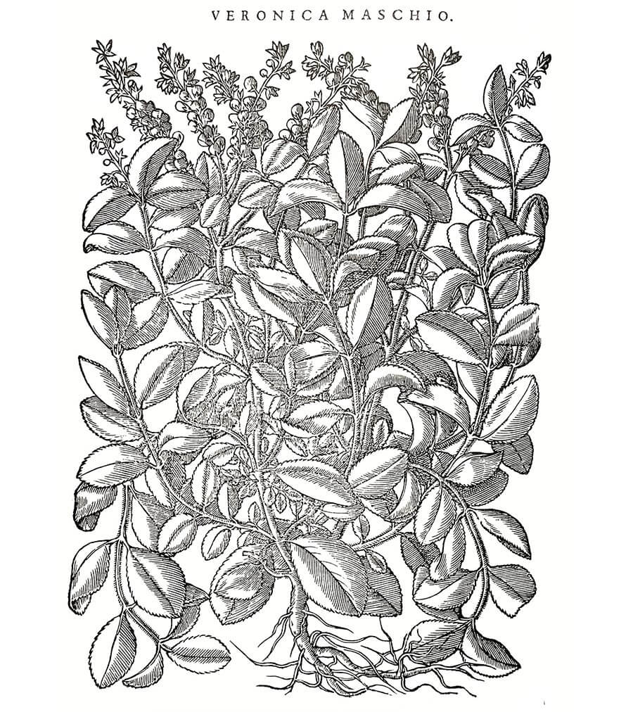 Veronica pianta antica