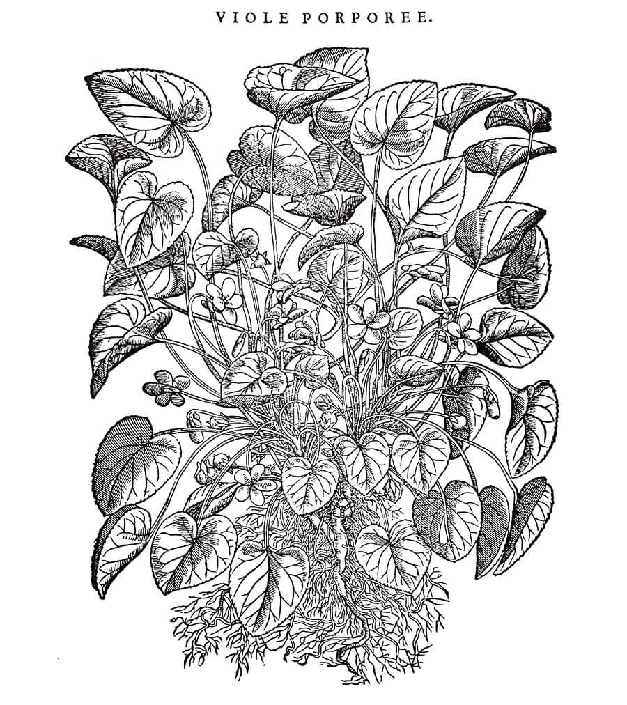 Viola pianta antica