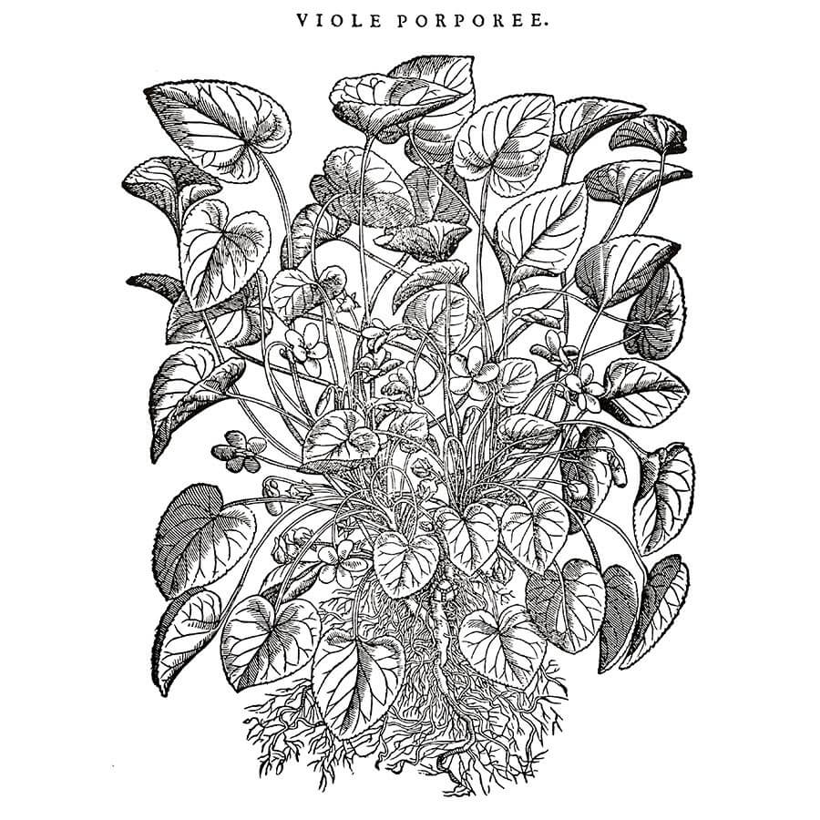 Viola